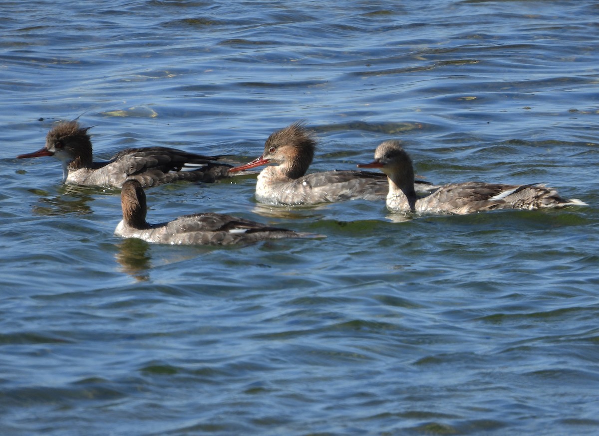 Red-breasted Merganser - ML617288397