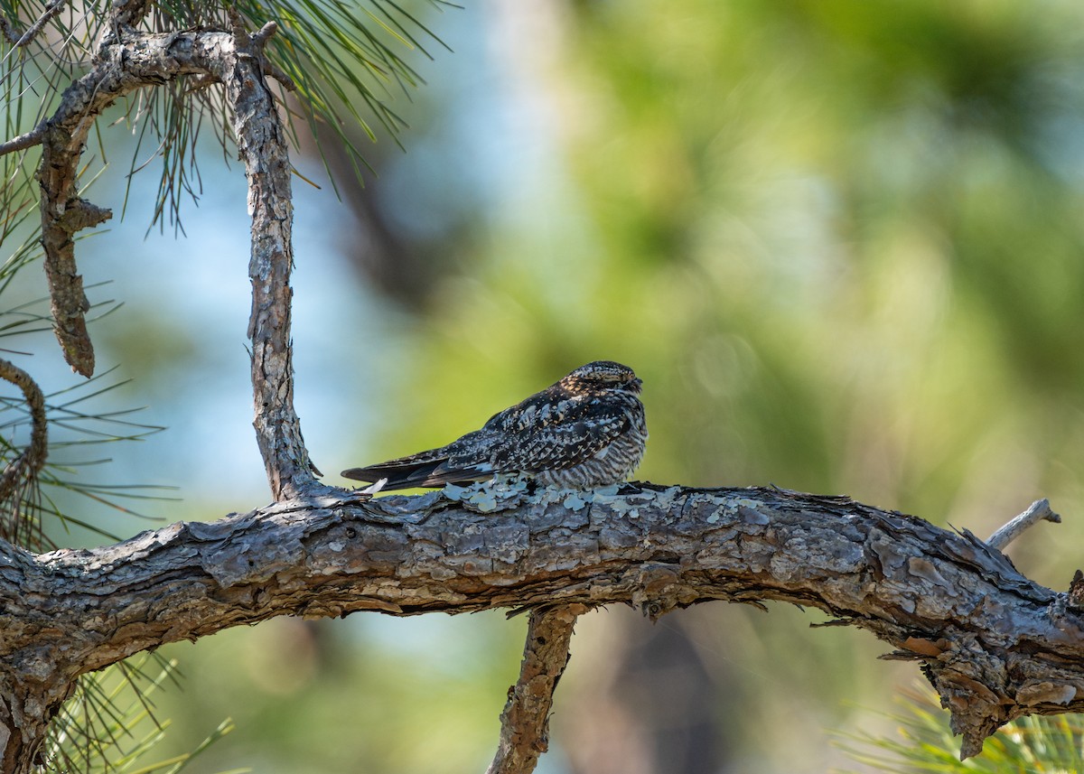 Common Nighthawk - ML617288455