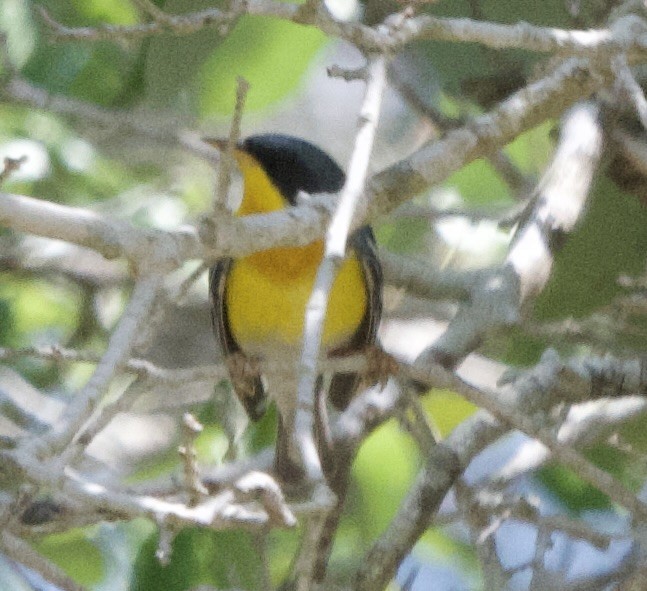 Tropikal Parula - ML617288492