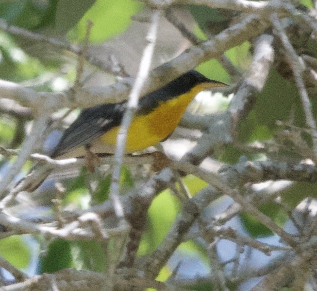 Tropikal Parula - ML617288499