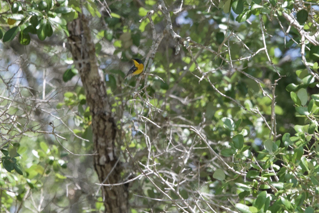 Tropical Parula - don mcgregor