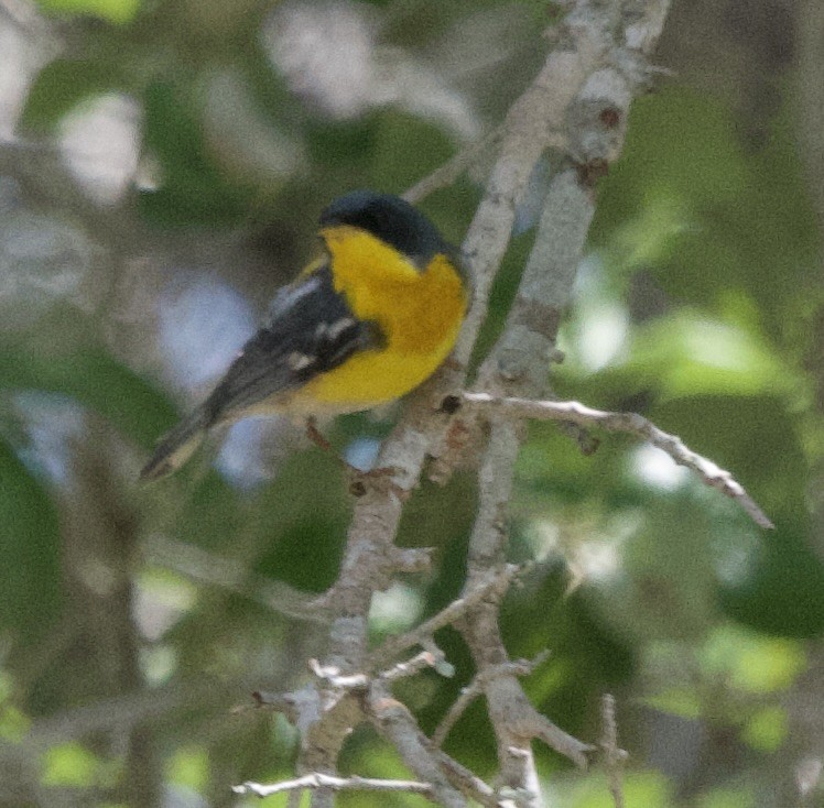 Tropical Parula - don mcgregor