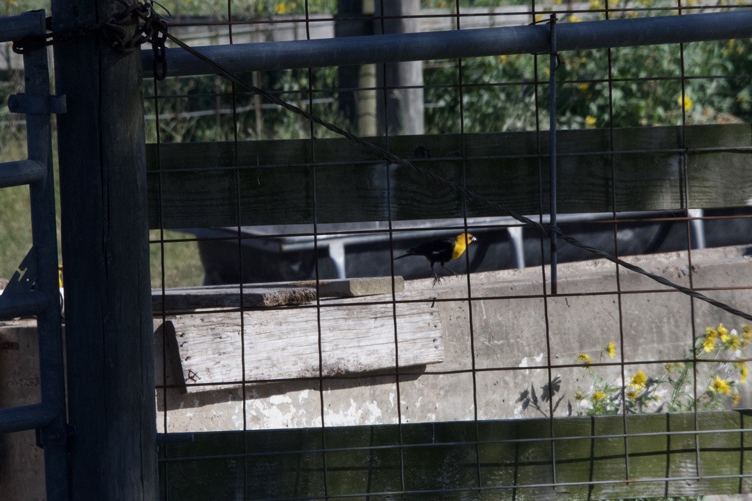 Yellow-headed Blackbird - ML617288544