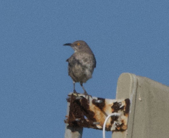 Curve-billed Thrasher - ML617288556