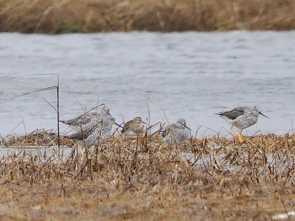 Graubrust-Strandläufer - ML617288558