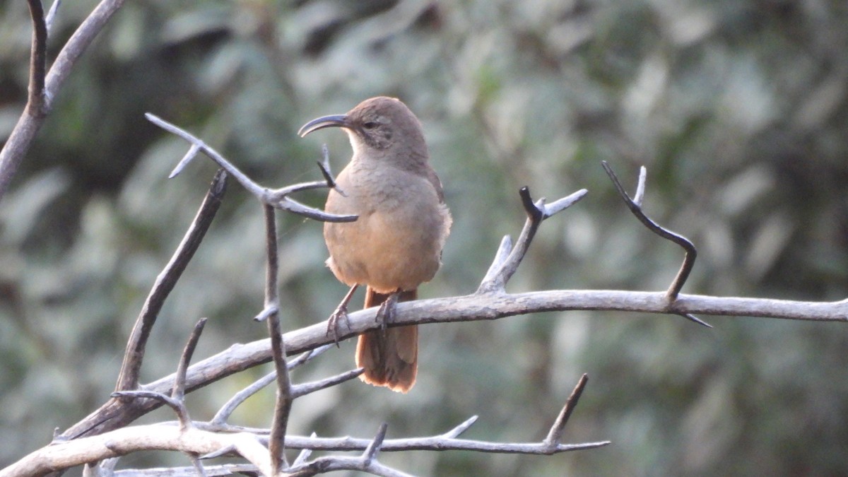 California Thrasher - ML617288562