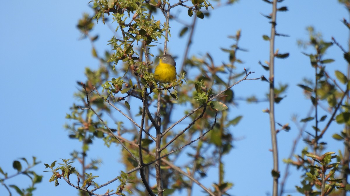 Nashville Warbler - ML617288572