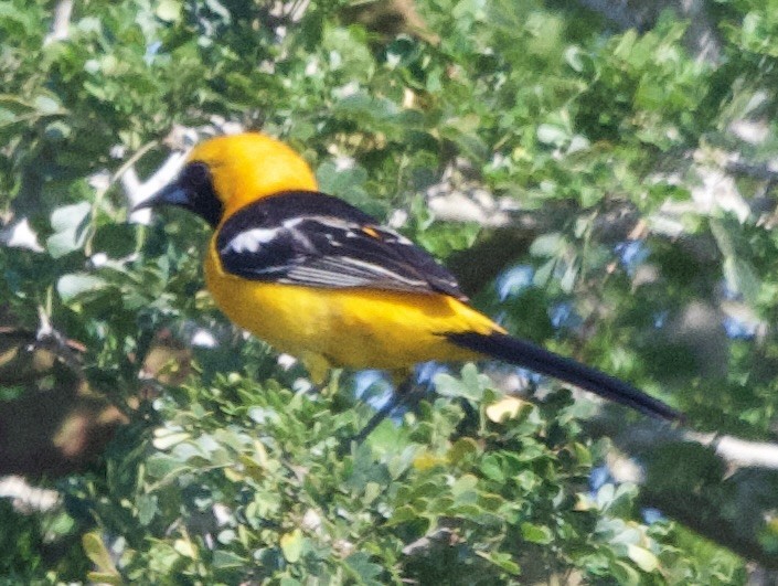 Hooded Oriole - ML617288585