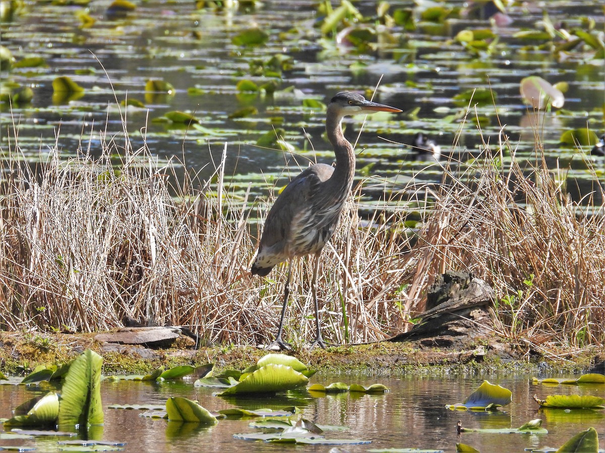 Great Blue Heron - ML617288588