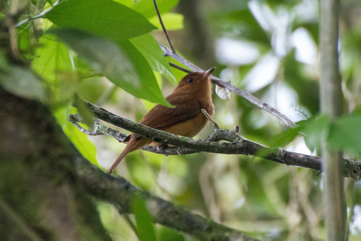 Rufous Mourner - Stella Tea