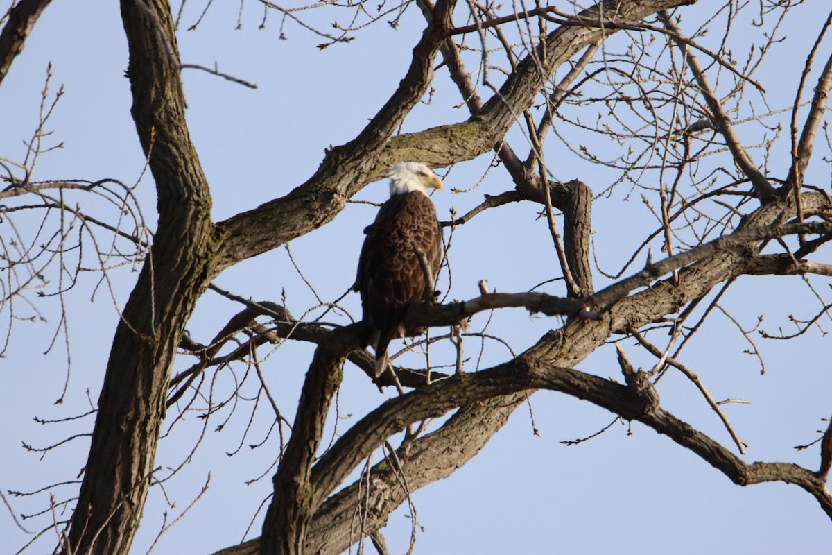 Weißkopf-Seeadler - ML617288613