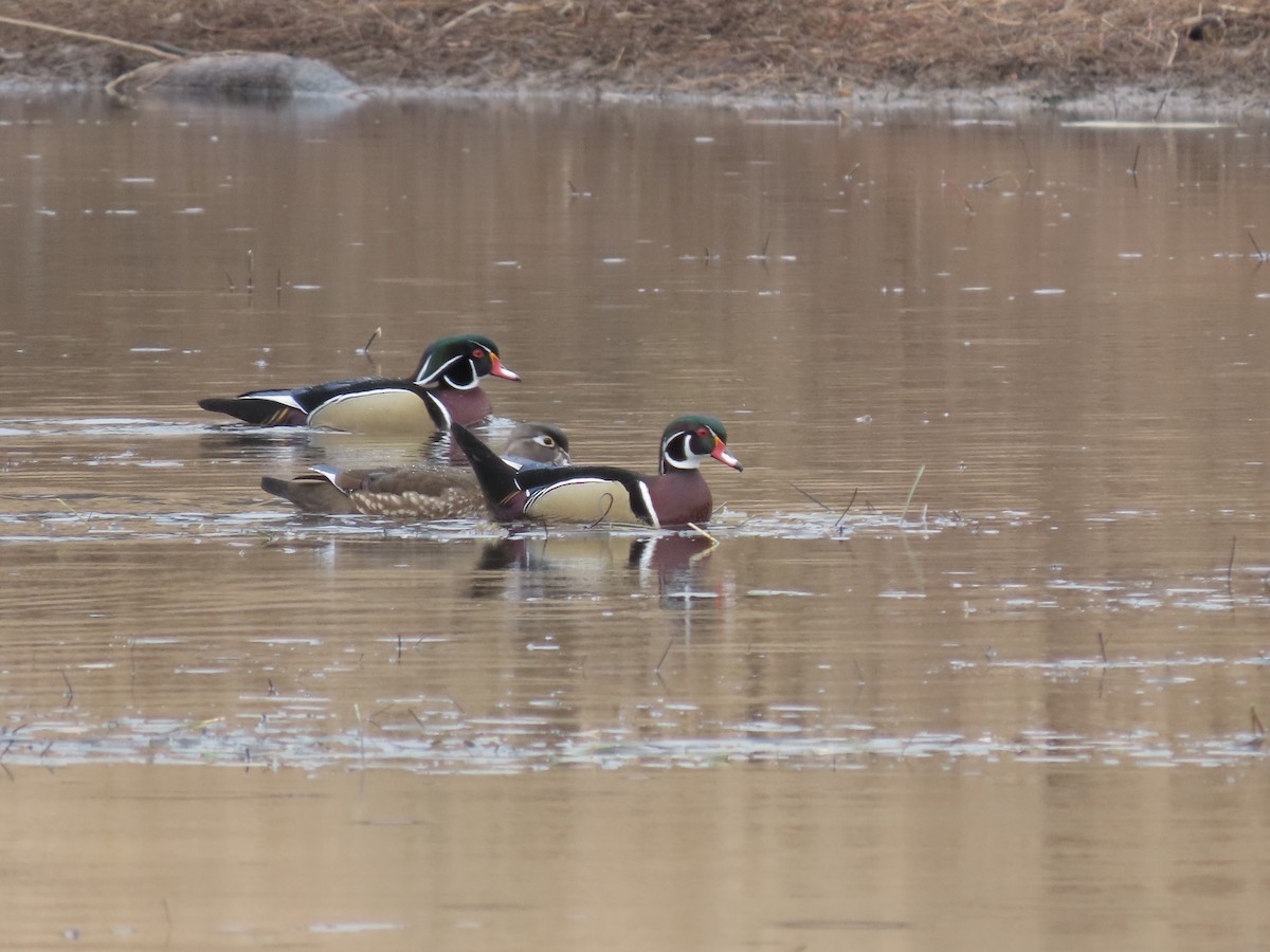 Wood Duck - ML617288642