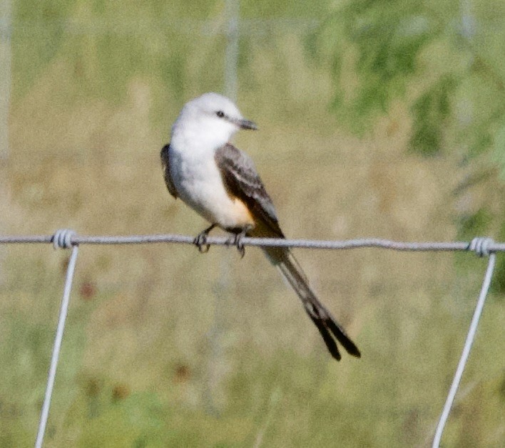 Scissor-tailed Flycatcher - ML617288658