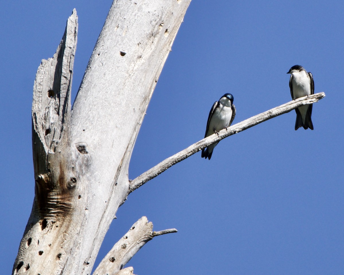 Tree Swallow - Julie Doerr