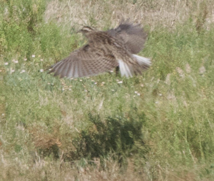 Eastern Meadowlark - ML617288678