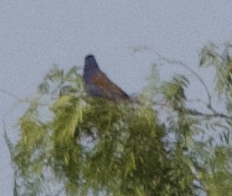 Blue Grosbeak - ML617288690