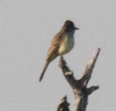 Brown-crested Flycatcher - ML617288731