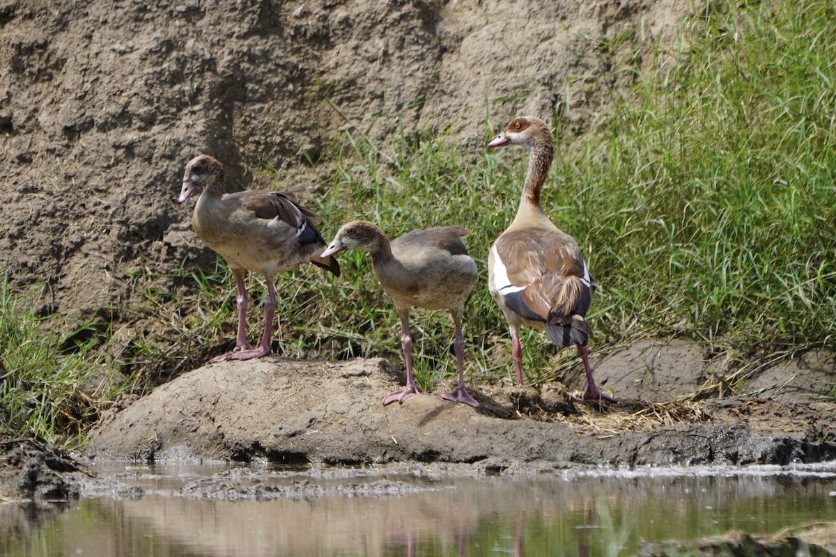 Egyptian Goose - ML617288735