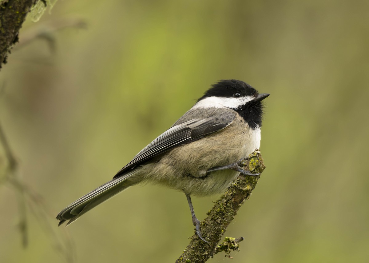 Mésange à tête noire - ML617288737