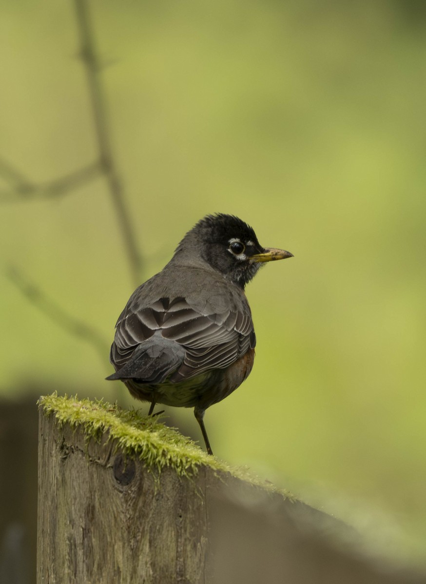 American Robin - ML617288759