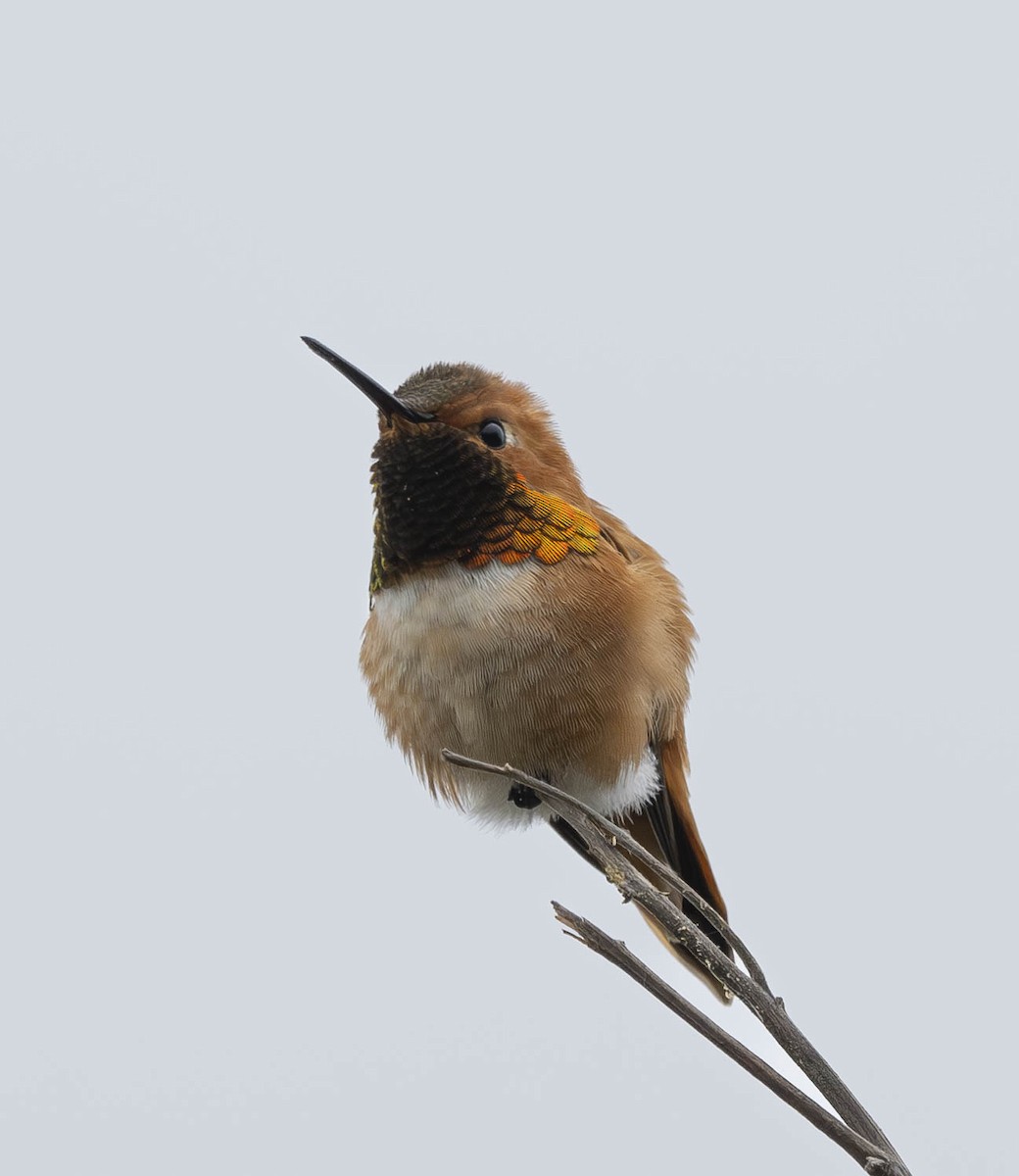 Rufous Hummingbird - ML617288785