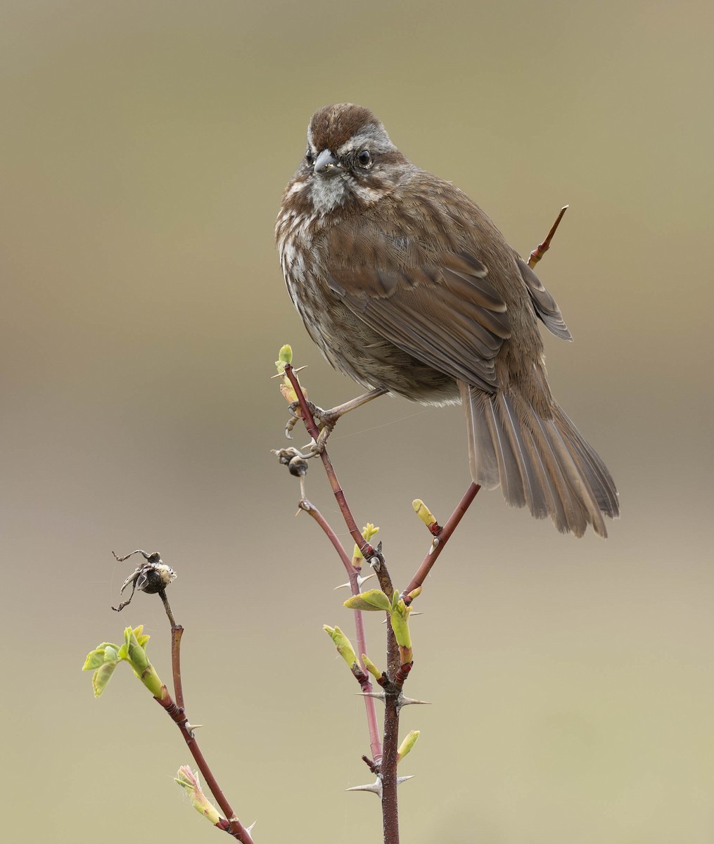 Song Sparrow - ML617288815