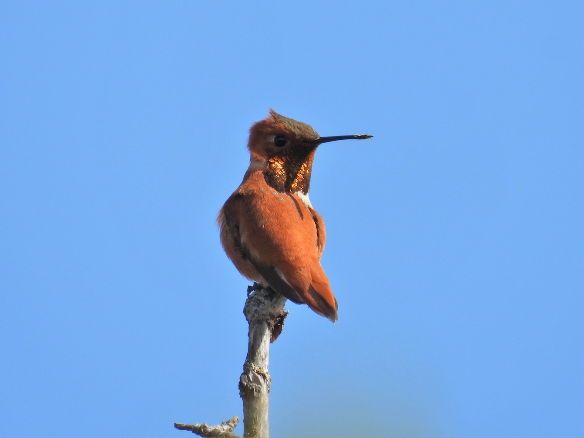 Colibrí Rufo - ML617288821