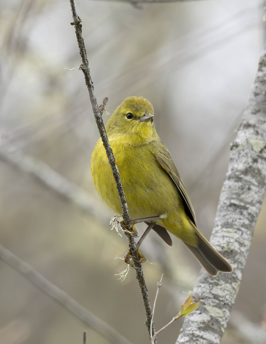 Orange-crowned Warbler - ML617288835