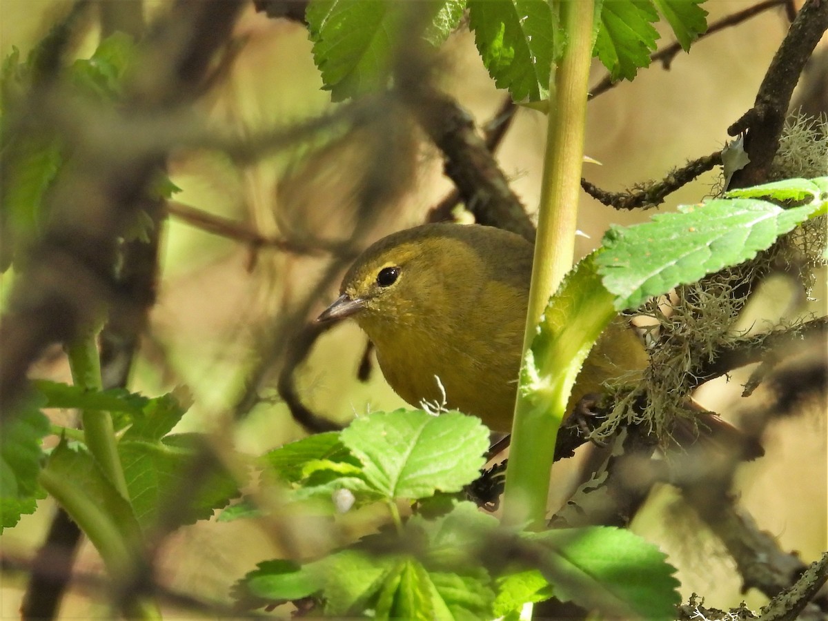 Orange-crowned Warbler - Kellie Sagen 🦉