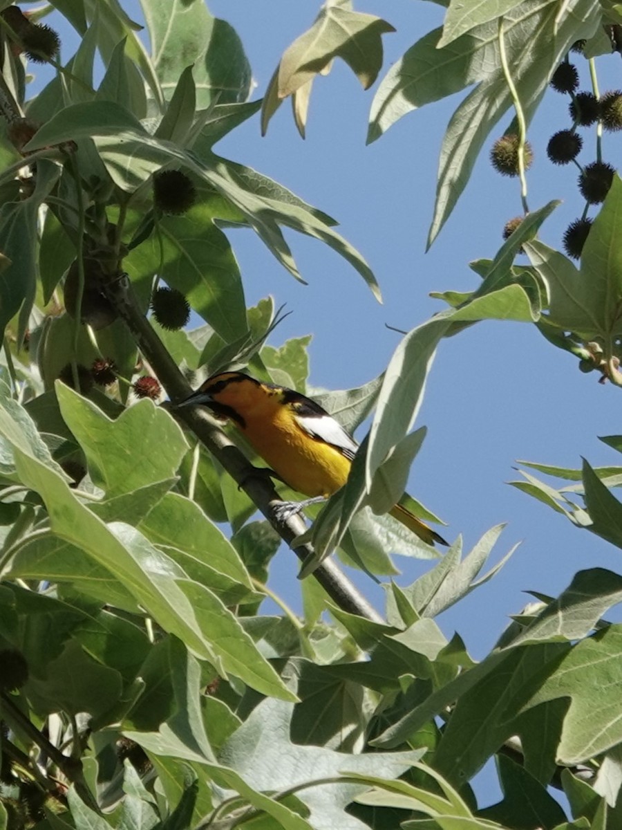 Oriole de Bullock - ML617288931