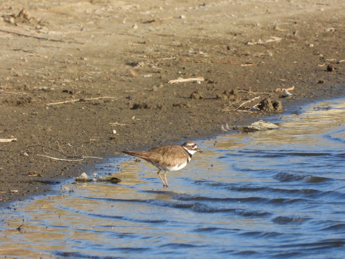 Killdeer - ML617288949