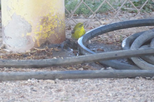 Pine Warbler - Ed  Newbold