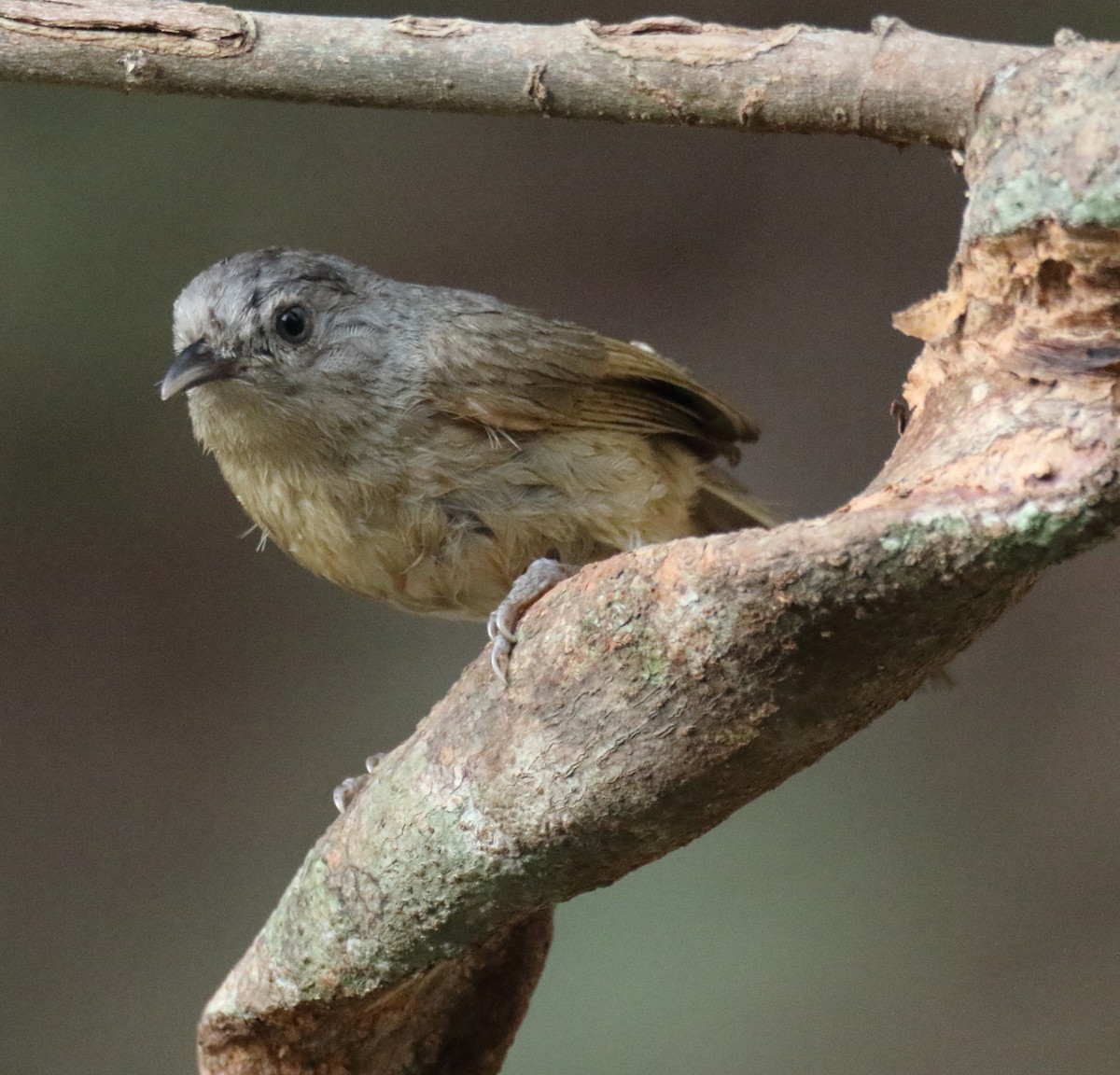 Brown-cheeked Fulvetta - Savio Fonseca (www.avocet-peregrine.com)