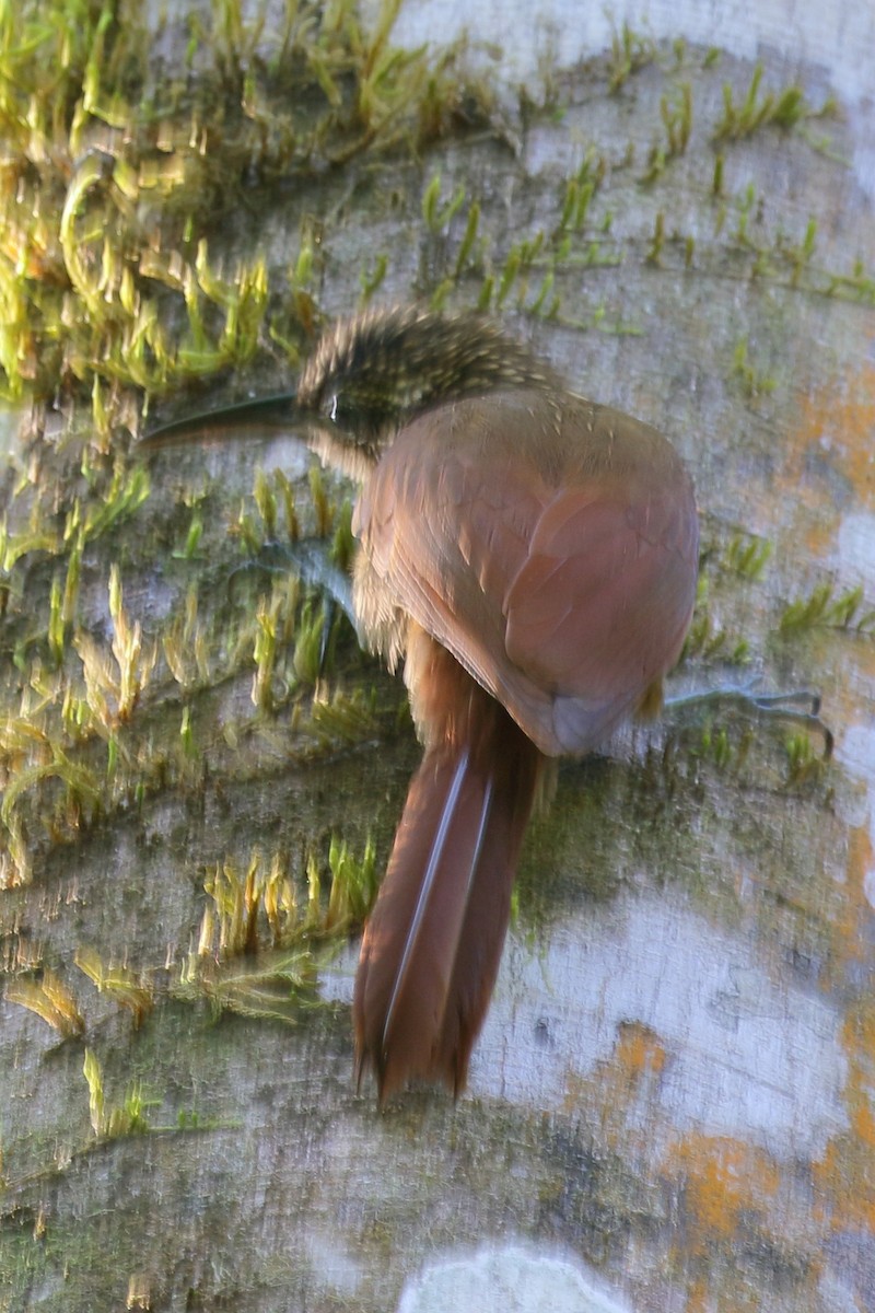 Cocoa Woodcreeper - ML617289049