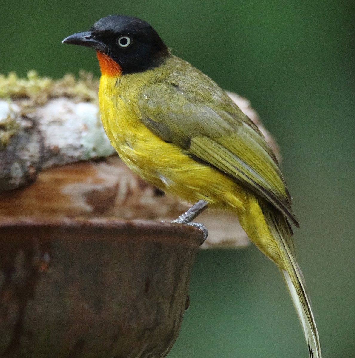 Flame-throated Bulbul - Savio Fonseca (www.avocet-peregrine.com)