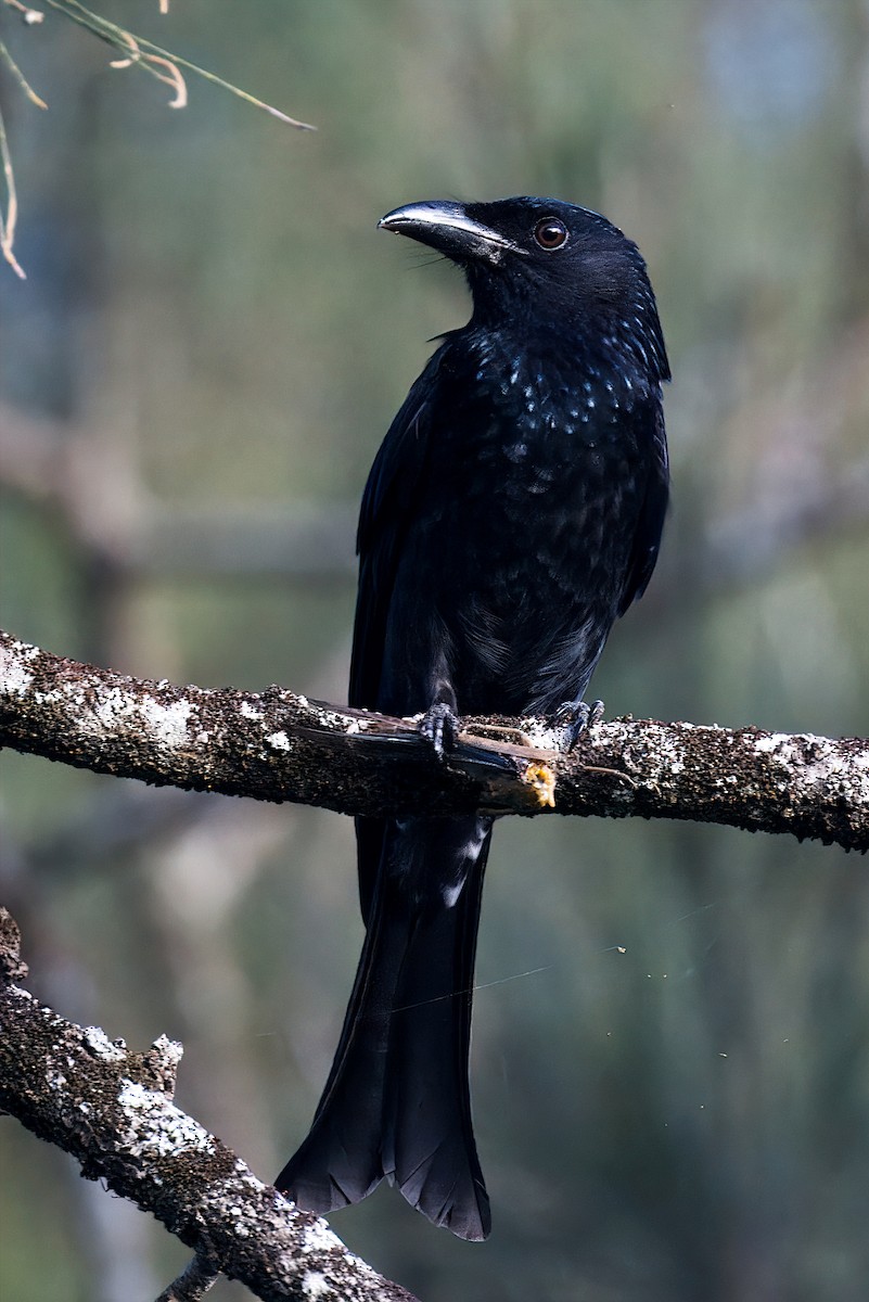 Spangled Drongo - Tom Tarrant