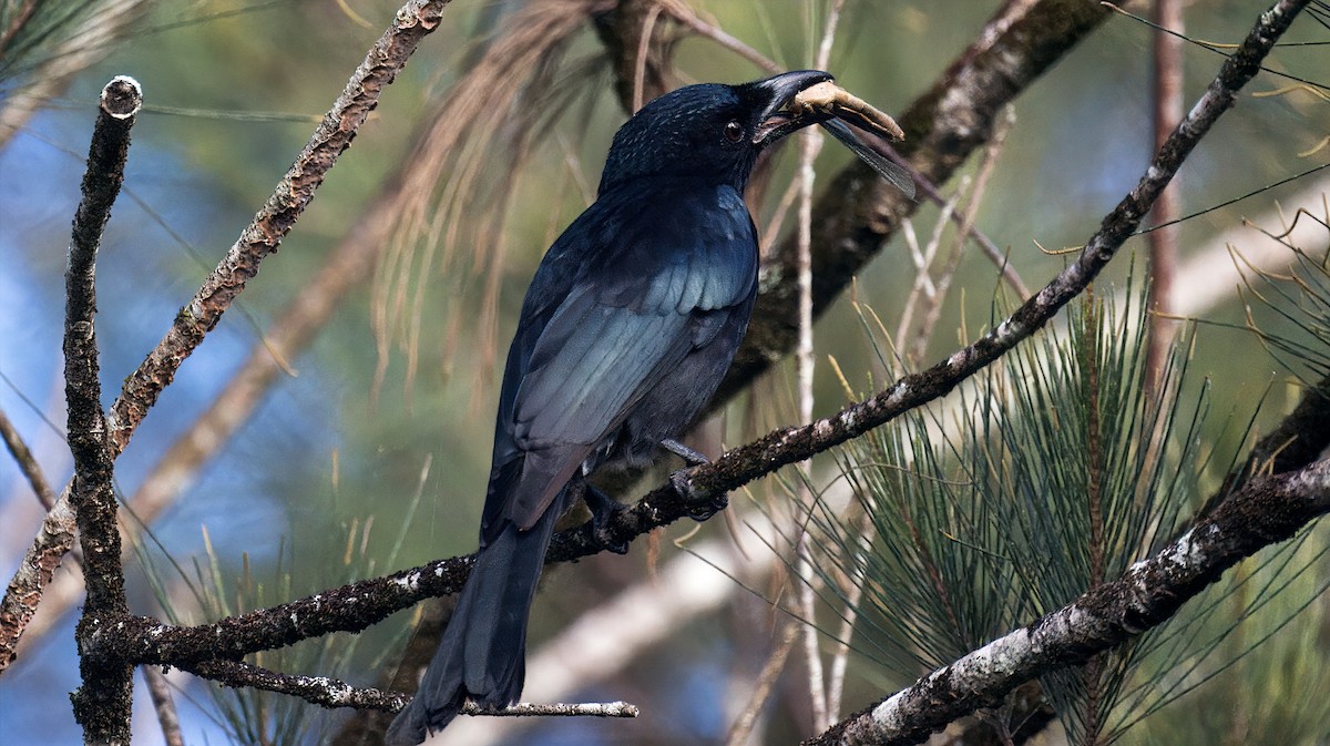 Spangled Drongo - Tom Tarrant