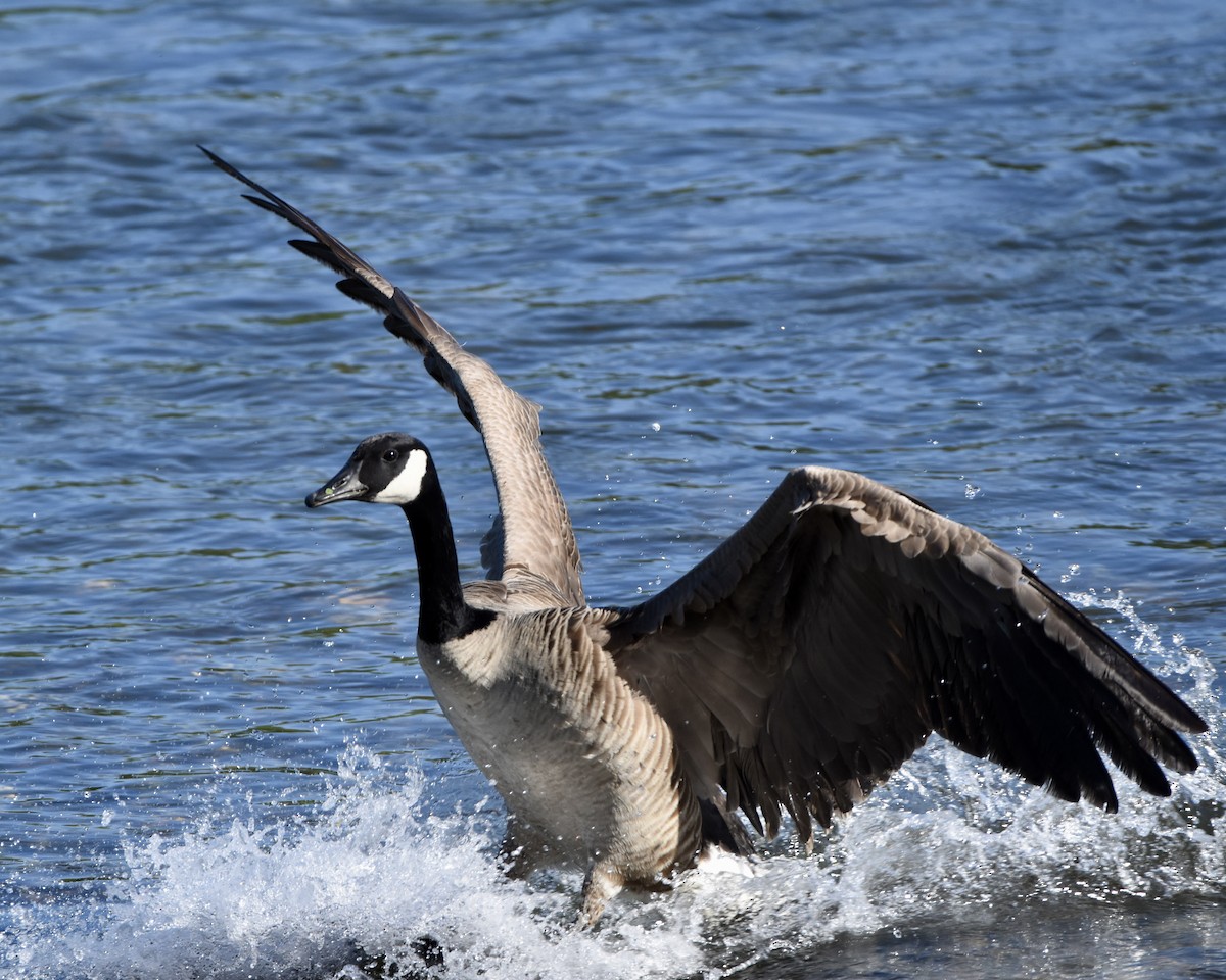 Canada Goose - Julie Doerr