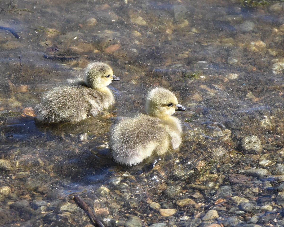 Canada Goose - Julie Doerr