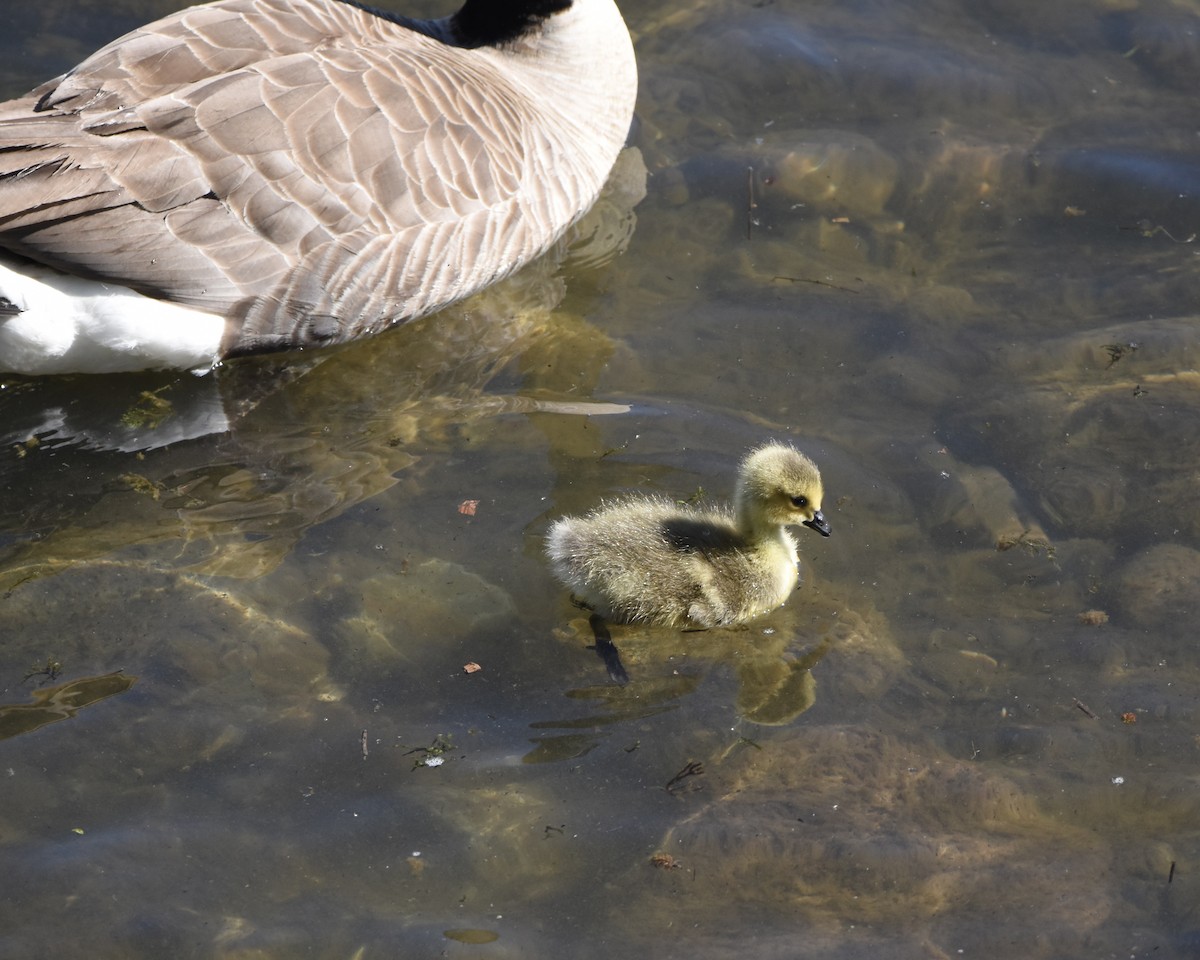 Canada Goose - Julie Doerr