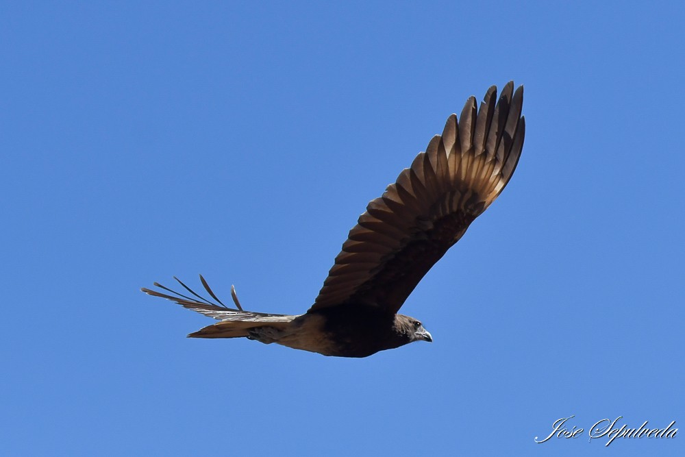 Mountain Caracara - ML617289283