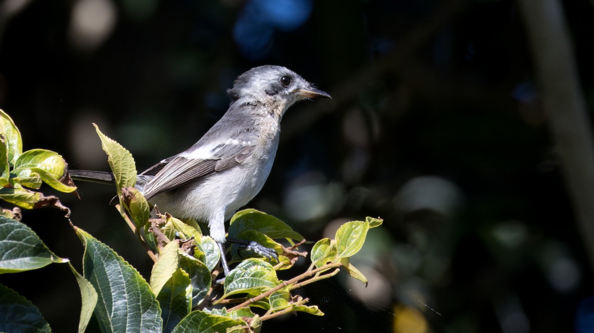 White-eared Monarch - ML617289295