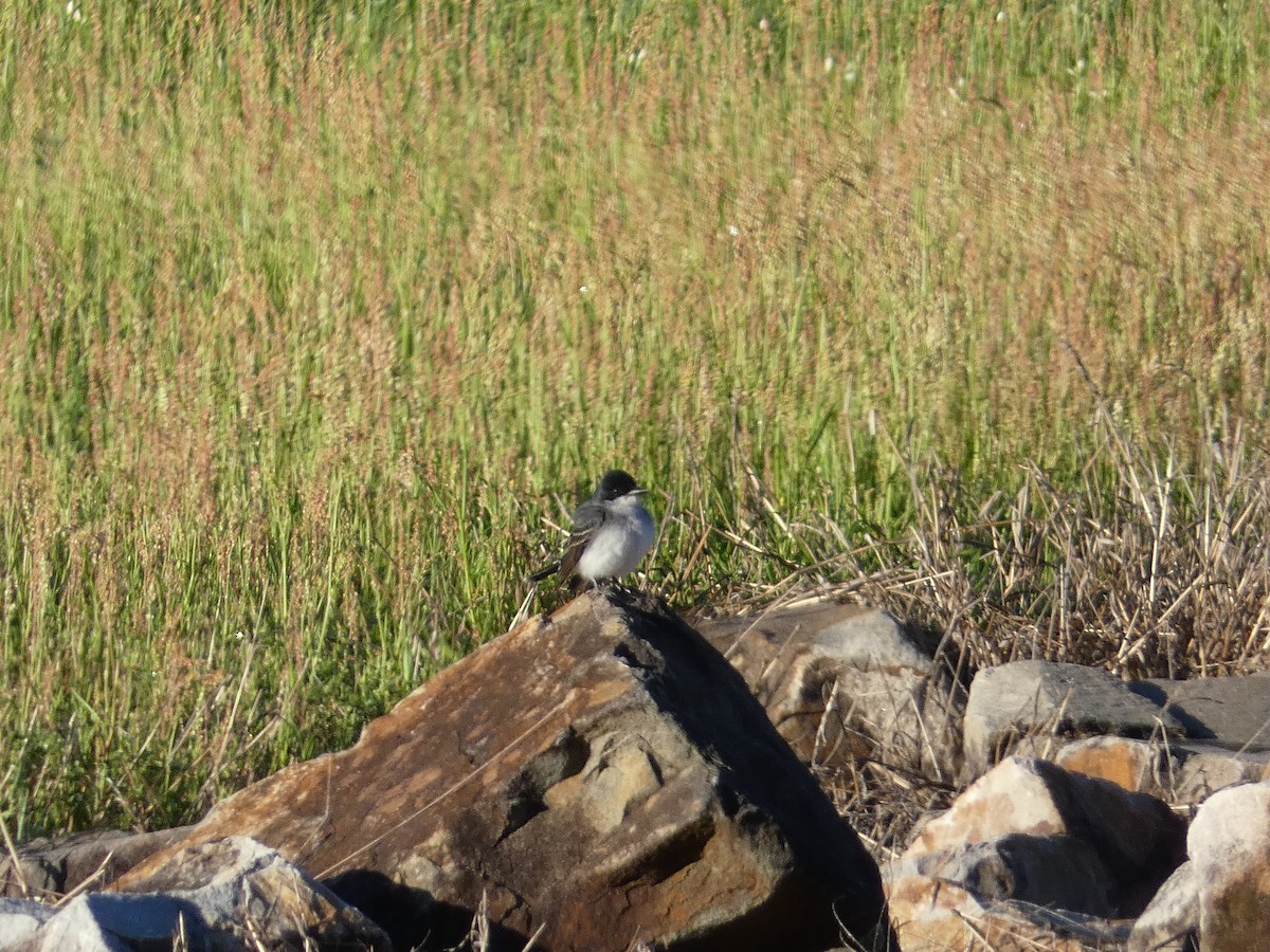 Eastern Kingbird - ML617289332