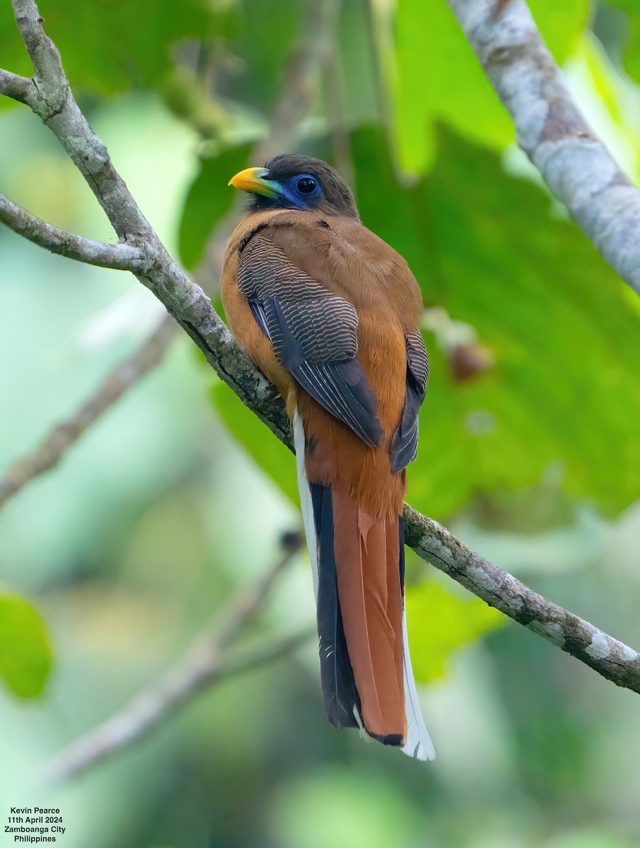 Philippine Trogon - ML617289370