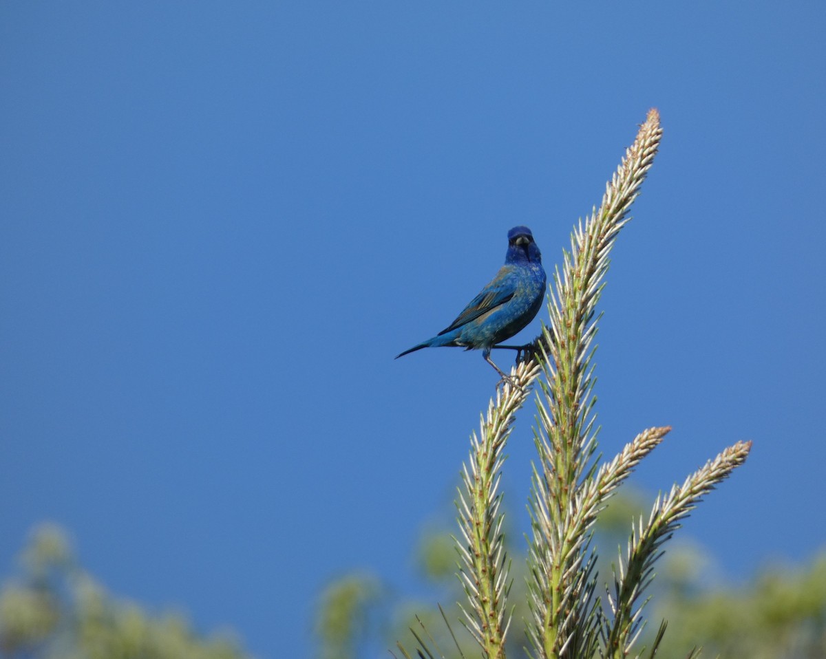 Indigo Bunting - ML617289392