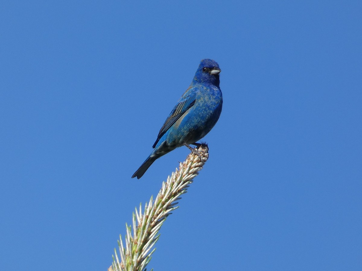 Indigo Bunting - ML617289394