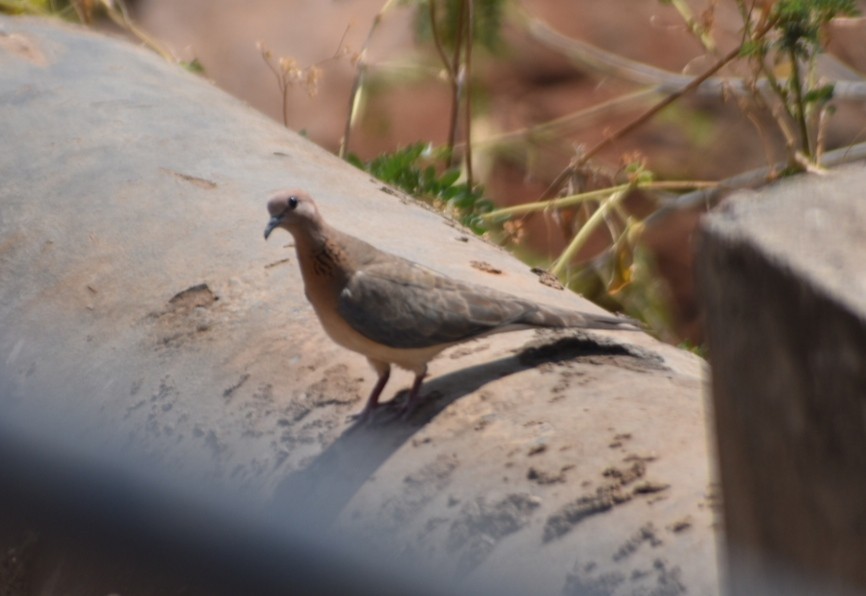 Tórtola Senegalesa - ML617289408