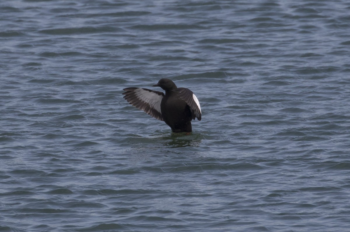 Black Guillemot - ML61728941