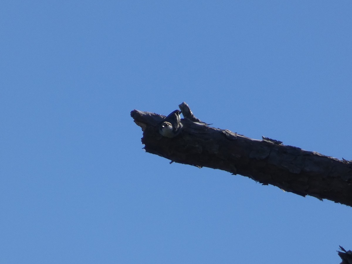 Brown-headed Nuthatch - ML617289415