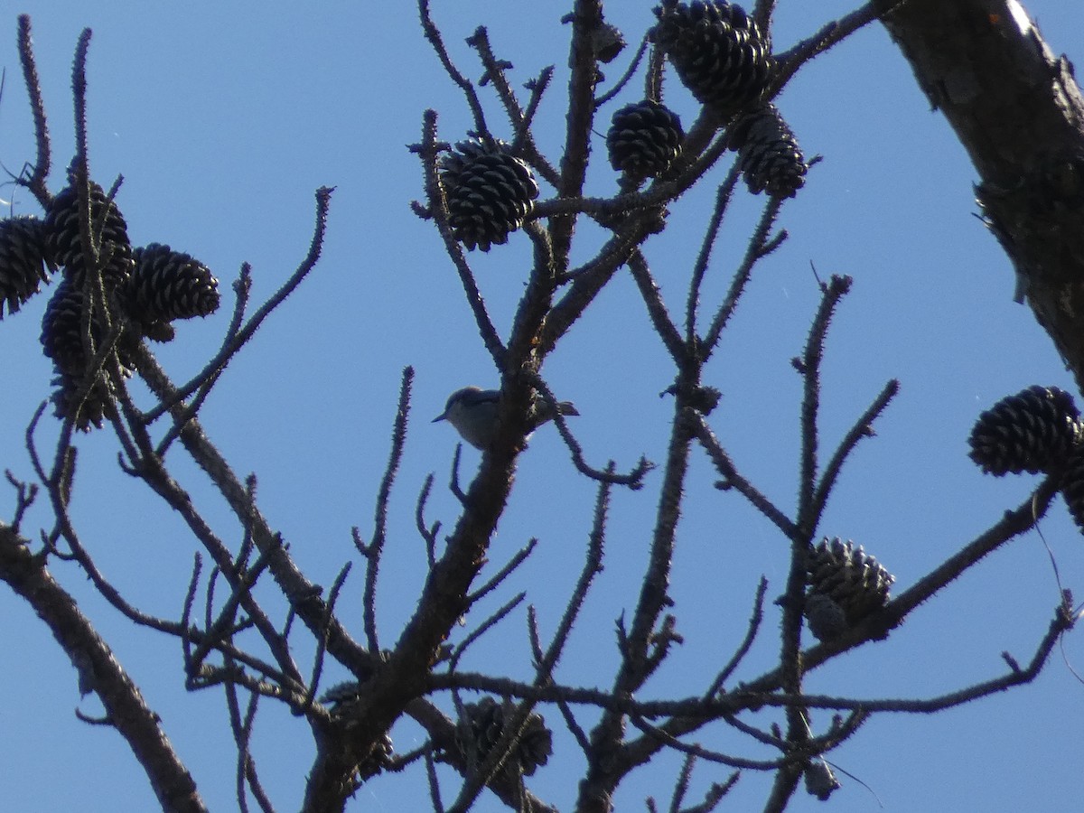 Brown-headed Nuthatch - ML617289417